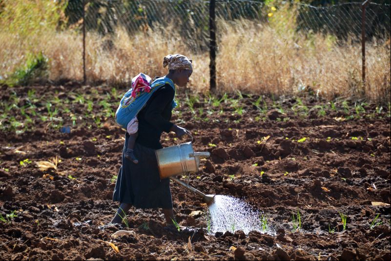 Derecho a la Alimentación. Foto: manos Unidas/Beatriz Hernáez en Zambia 