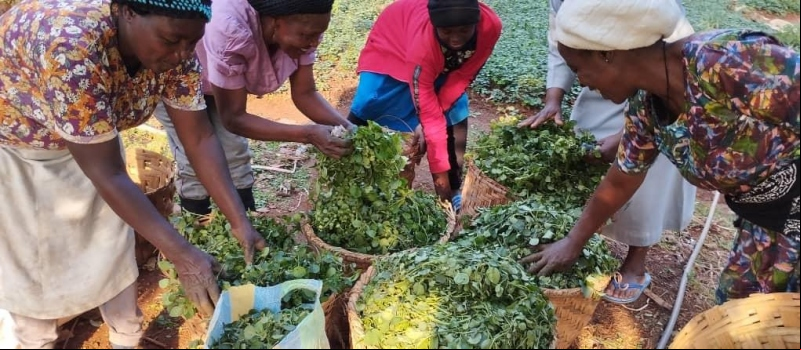 Mujeres agricultoras en Camerún. Foto: Manos Unidas