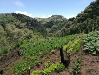 ÑAROAVEI TEKO KAVI: ESPERANZA DE VIDA, Caminemos por un chaco sostenible con seguridad y soberanía alimentaria y pleno ejercicio de derechos”. Bolivia