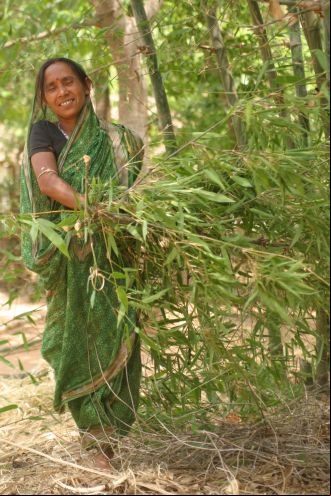 Mujer recogiendo ramas en Bongaigaon