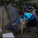 Vivero forestal