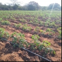Hortalizas que pueden cultivarse gracias al riego que proporcionan los nuevos pozos y que mejorarán la alimentación.