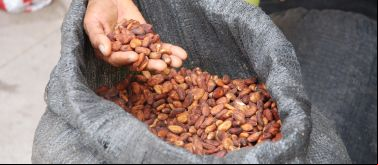 Fomento del Corredor Solidario del Cacao en la zona centro de la costa ecuatoriana, en las provincias de Santo Domingo de los Tsáchilas y Manabí