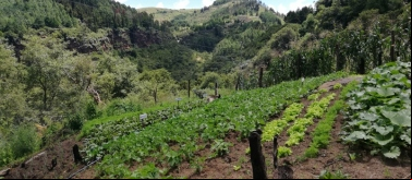ÑAROAVEI TEKO KAVI: ESPERANZA DE VIDA, Caminemos por un chaco sostenible con seguridad y soberanía alimentaria y pleno ejercicio de derechos”. Bolivia