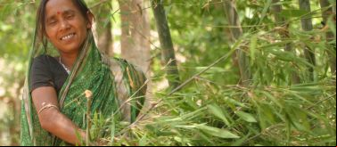 Mujer recogiendo ramas en Bongaigaon