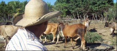 Iniciativas económicas rurales