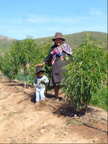 Siembra hidroproductiva, alternativa ante la baja productividad de la tierra de Tomina Siembra hidroproductiva, alternativa ante la baja productividad de la tierra de Tomina