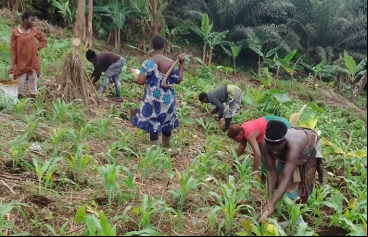 Mujeres agrícolas desplazadas en Camerún. Fotografía: Manos Unidas