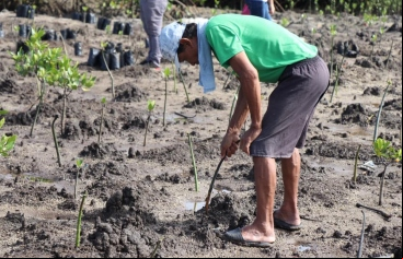 Plantada de manglar en Filipinas