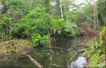 Amazonía peruana