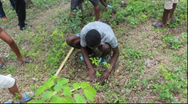 Proceso de reforestación en Haití. | Foto de FEROCAMS/Manos Unidas