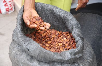 Fomento del Corredor Solidario del Cacao en la zona centro de la costa ecuatoriana, en las provincias de Santo Domingo de los Tsáchilas y Manabí