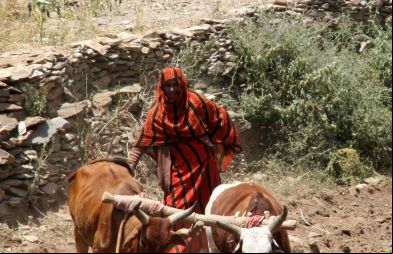 Halima arando sus tierras. Etiopía. 